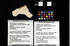 Foto (Objket + Etiketten) von Cracensigillatus acutirostrus (Moericke, 1889) 